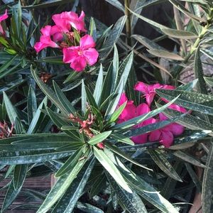 Meet your Posher, Susanne